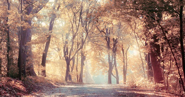 Bible Verses About Peace