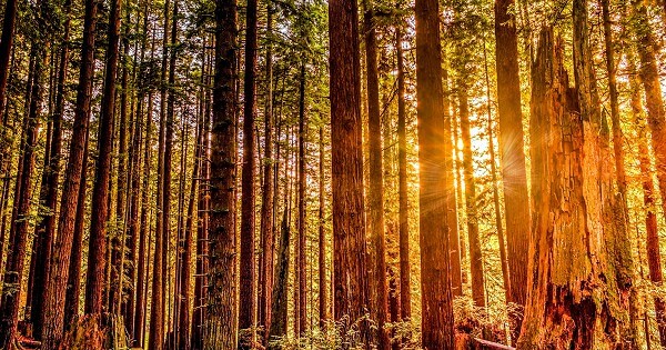Bible Verses About Purpose